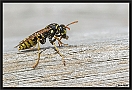 Franse Veldwesp, European paper wasp, Polistes dominula Location: Wierden, the Netherlands papierwesp D2 5153 kopie